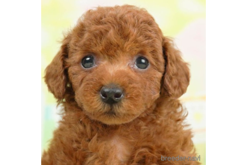 成約済の千葉県のトイプードル-226745の1枚目